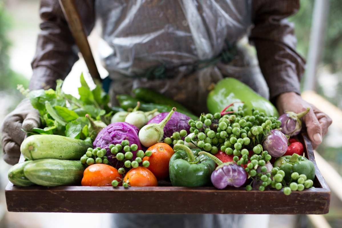 Close-up of a wooden tray held by a gardener filled with colourful fresh vegetables like cabbage and peppers.