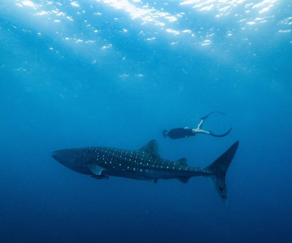 Underwater view of a diver swimming behind a whale shark in clear blue ocean water.