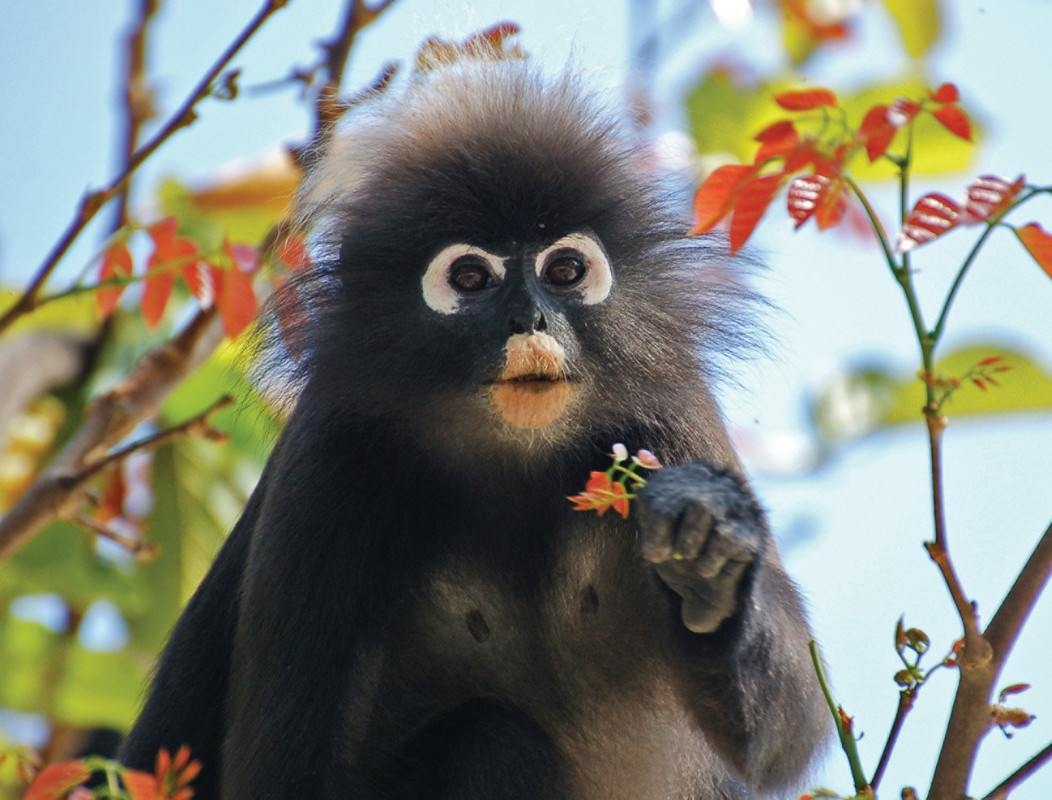 A monkey with white eye patches holds a small flower while perched among tropical branches.
