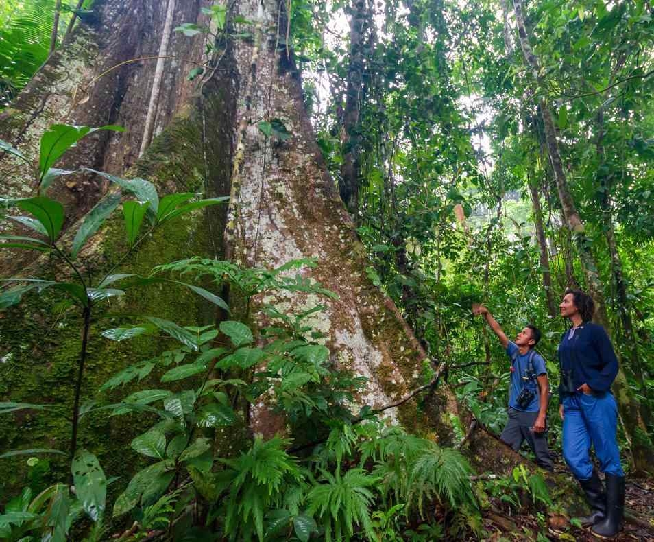 Two people gazing up at a giant tree in the forest.