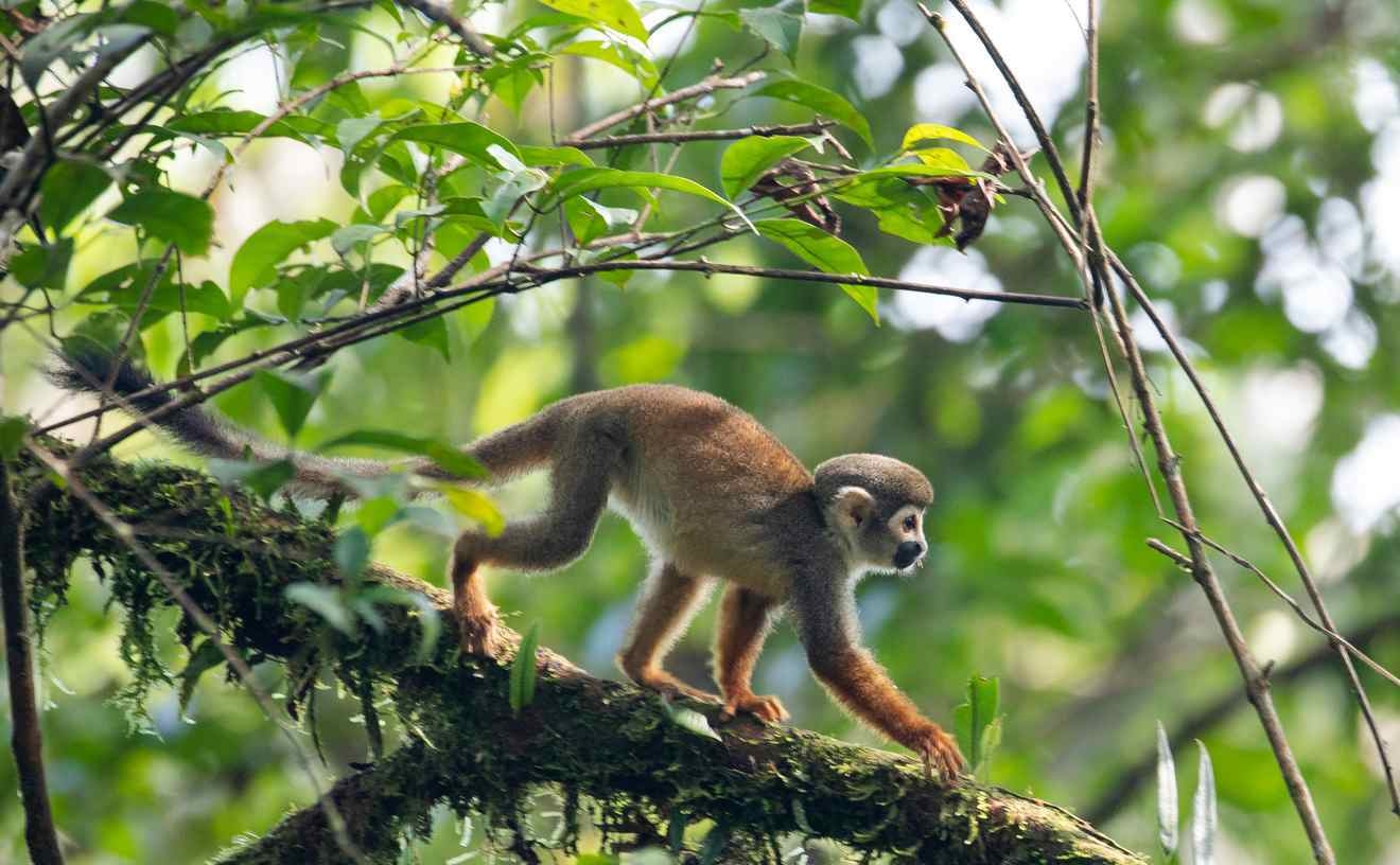 A monkey walking on a slender tree branch.