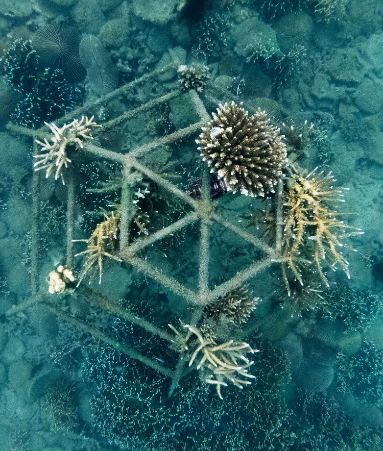 Coral restoration project at Six Senses Ninh Van Bay