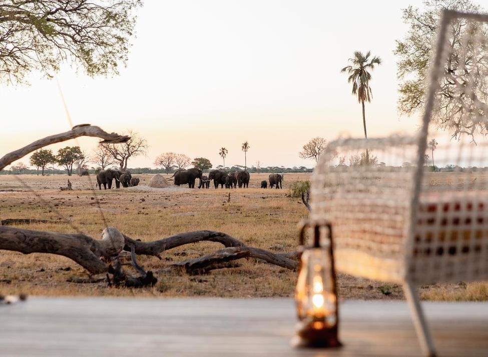A herd of elephants walking across the dry African savannah at sunset, seen from a camp deck with a lantern.