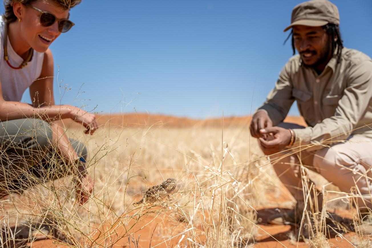 A guide and a guest look closely at a small chameleon in the dry grass of a desert landscape.