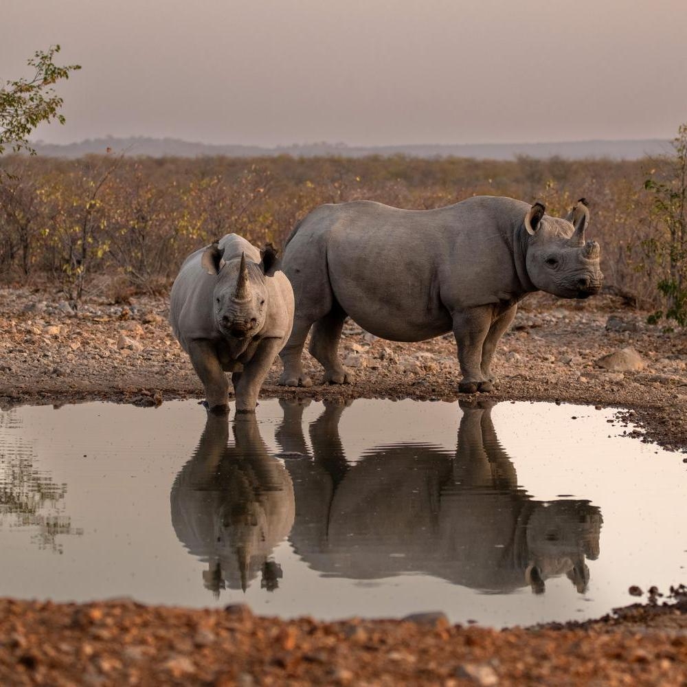 Two black rhinos standing by a waterhole with a clear reflection at Ongava Lodge.