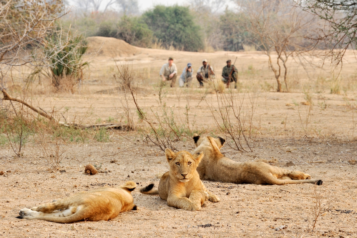 Three lion cubs resting in a dry sandy area while a group of people observe them from the background.