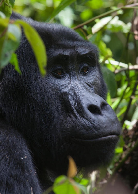 A mountain gorilla resting among green leaves in the forest near Clouds Lodge Uganda.