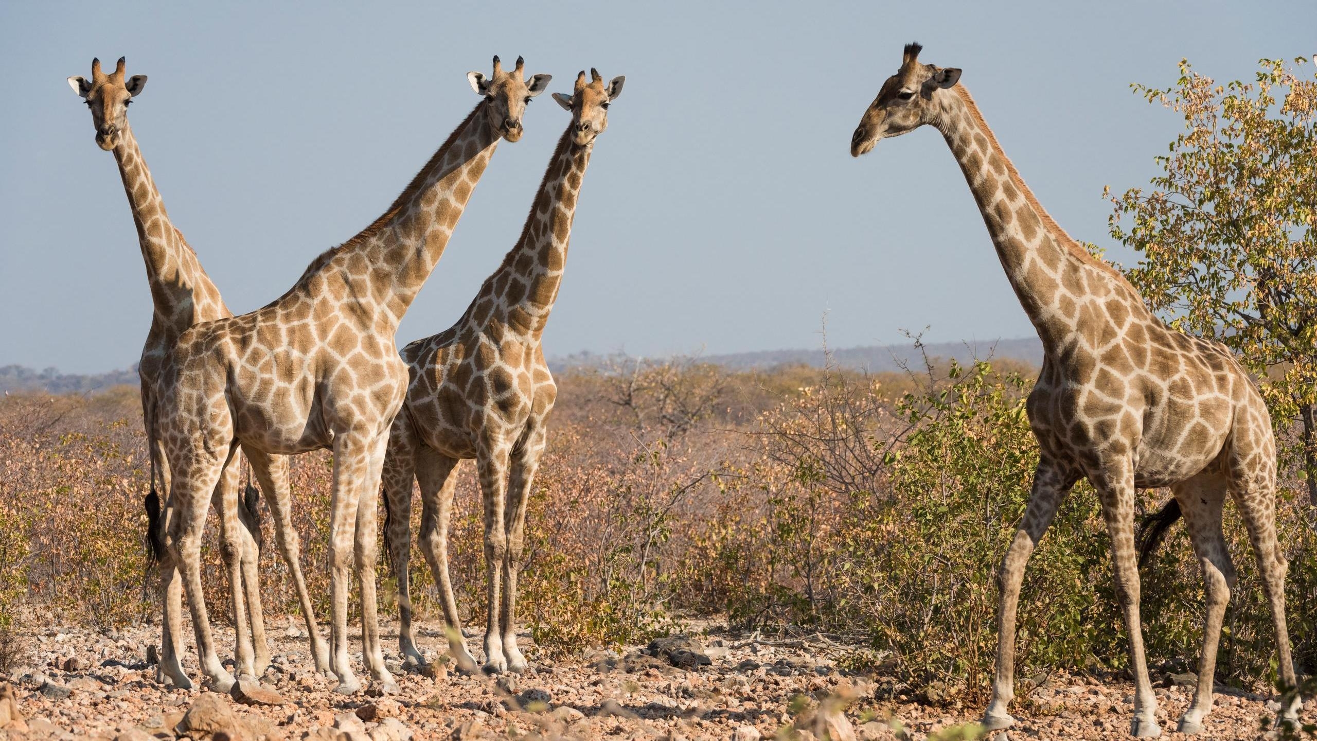 Four giraffes standing in the dry brush and rocky landscape of the savanna at Ongava Game Reserve.