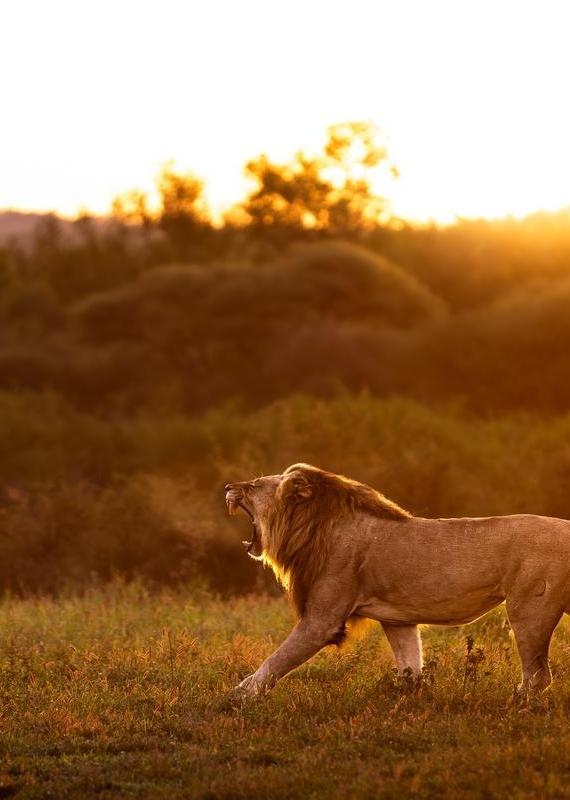 A male lion walking through tall grass with its mouth open, set against a bright golden sunset.