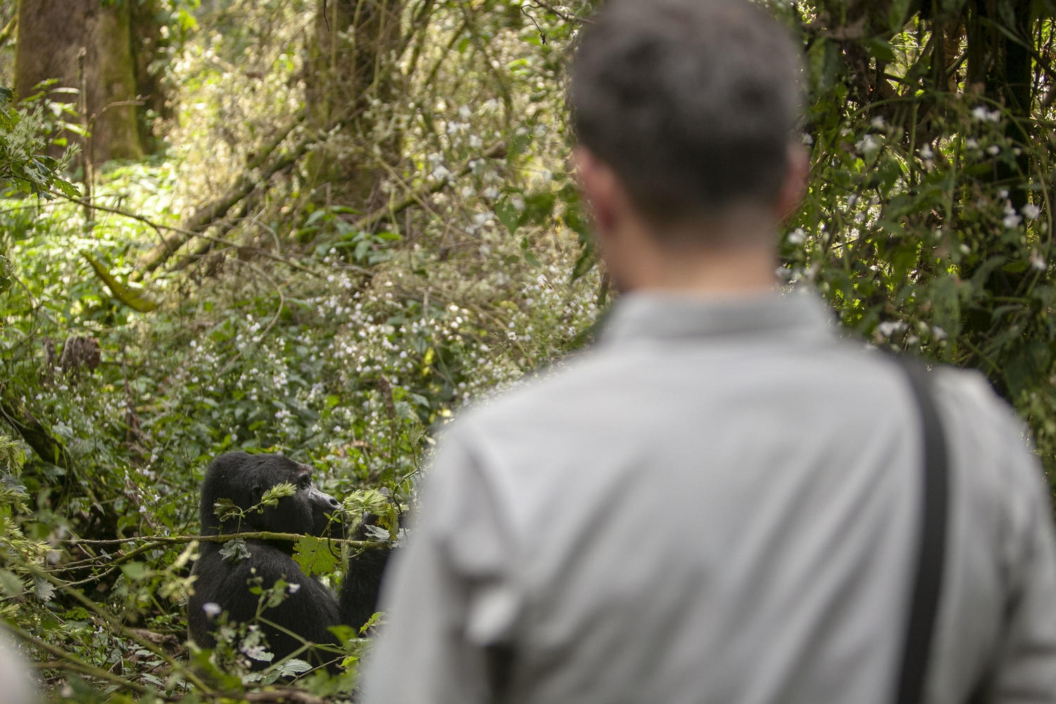 Out-of-focus back of a person watching a black gorilla eating leaves among lush green plants in a forest.