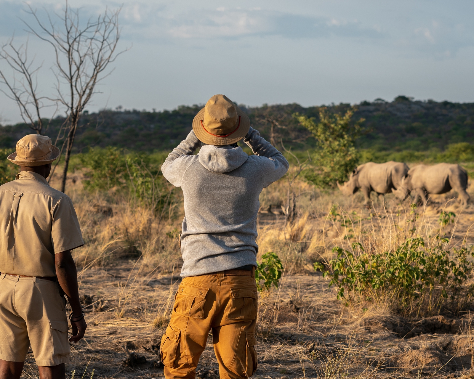 Two people tracking white rhinoceroses with binoculars in the brush at Ongava Game Reserve.
