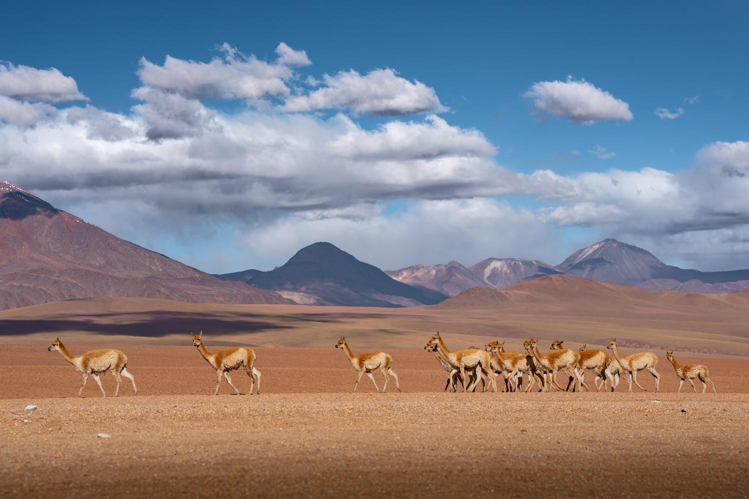 A line of vicunas walking across a flat dirt landscape with brown mountains and fluffy clouds in the background.