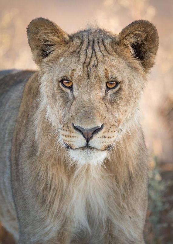 Close-up portrait of a young lion with amber eyes at Ongava Lodge.