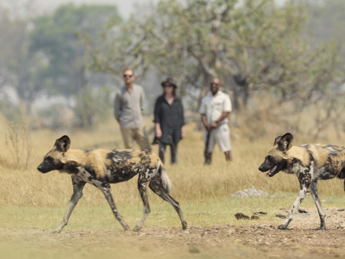 Two African wild dogs walk across the foreground while a group of people and a guide watch from a distance.