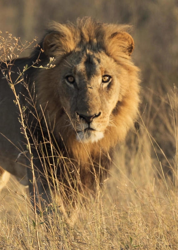 Front view of a male lion with golden eyes staring through tall, dry grass in a natural habitat.