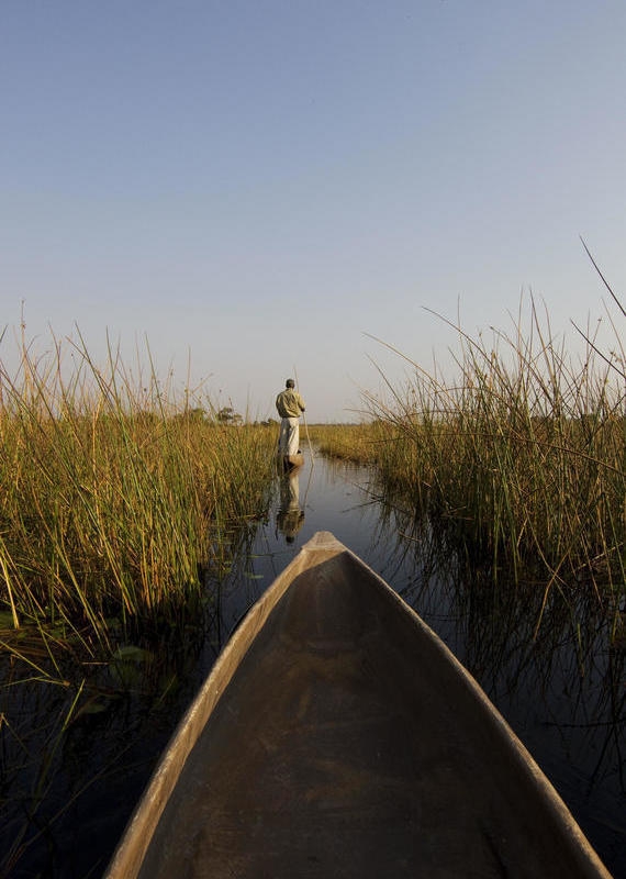 A person poles a mokoro canoe through a calm waterway surrounded by tall yellow reeds in a wetland.
