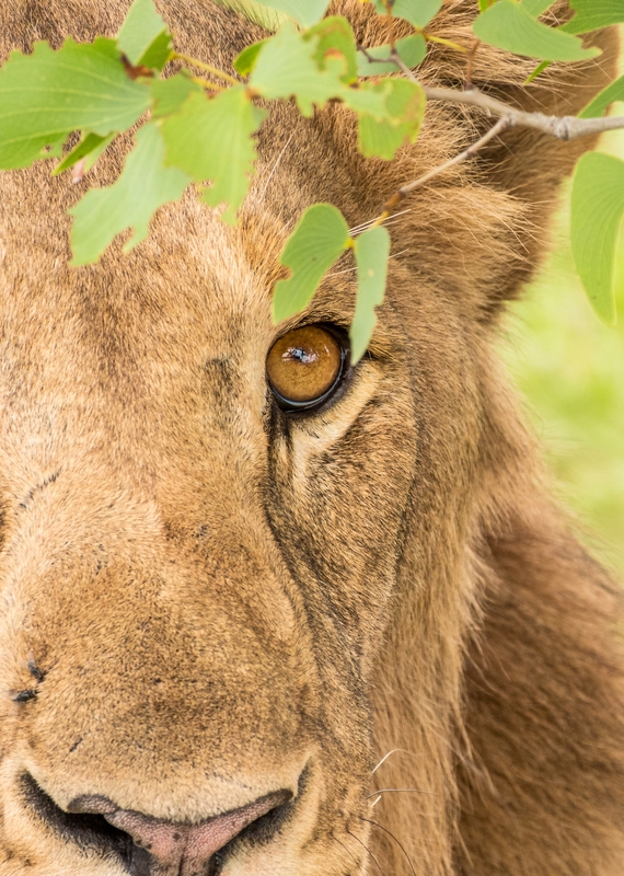 Close-up of a lion's face showing its amber eye, fur texture, and a glimpse of its nose beneath green leaves.