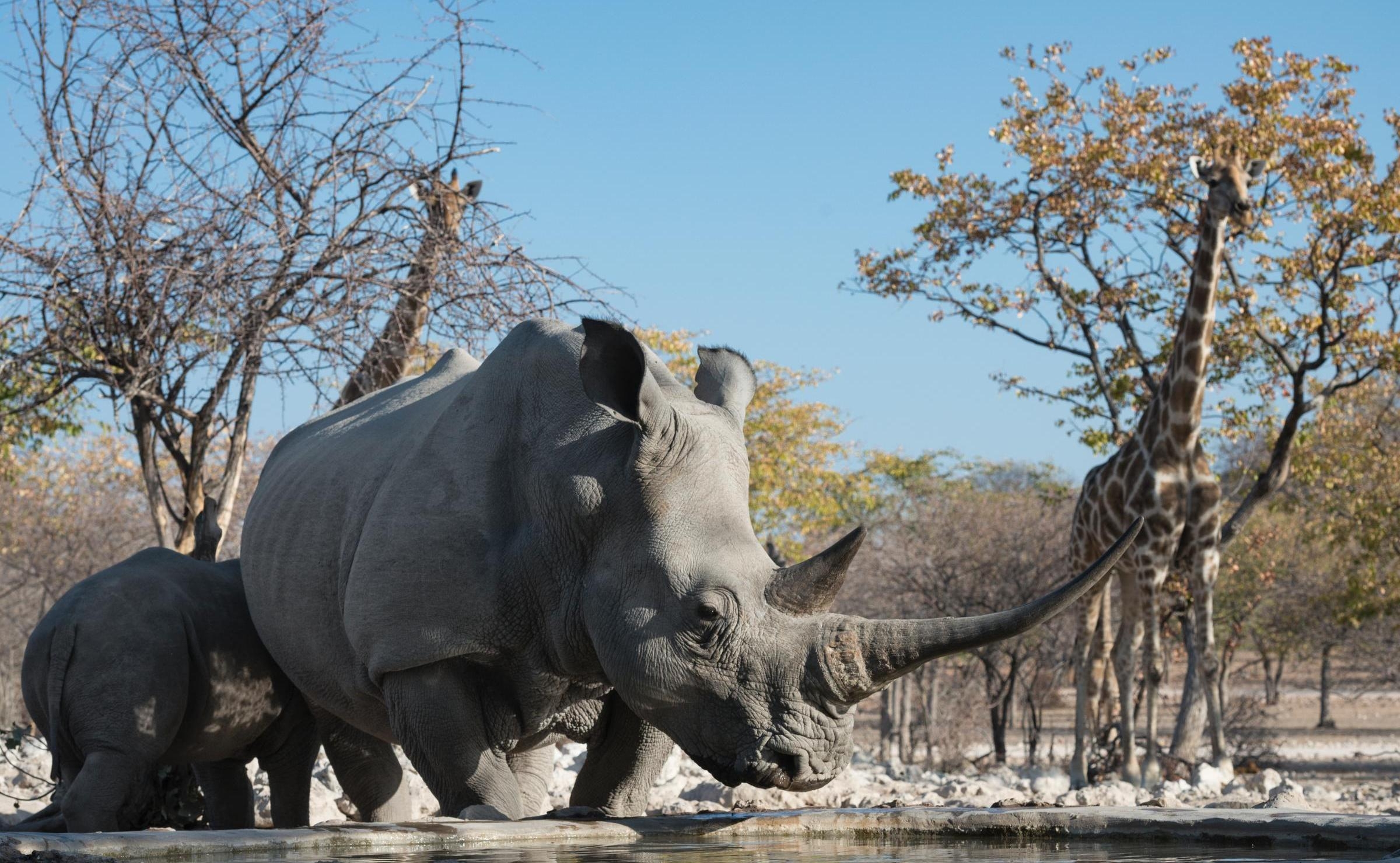 Rhinos stand near a waterhole with giraffes and sparse trees in the background under a clear sky.