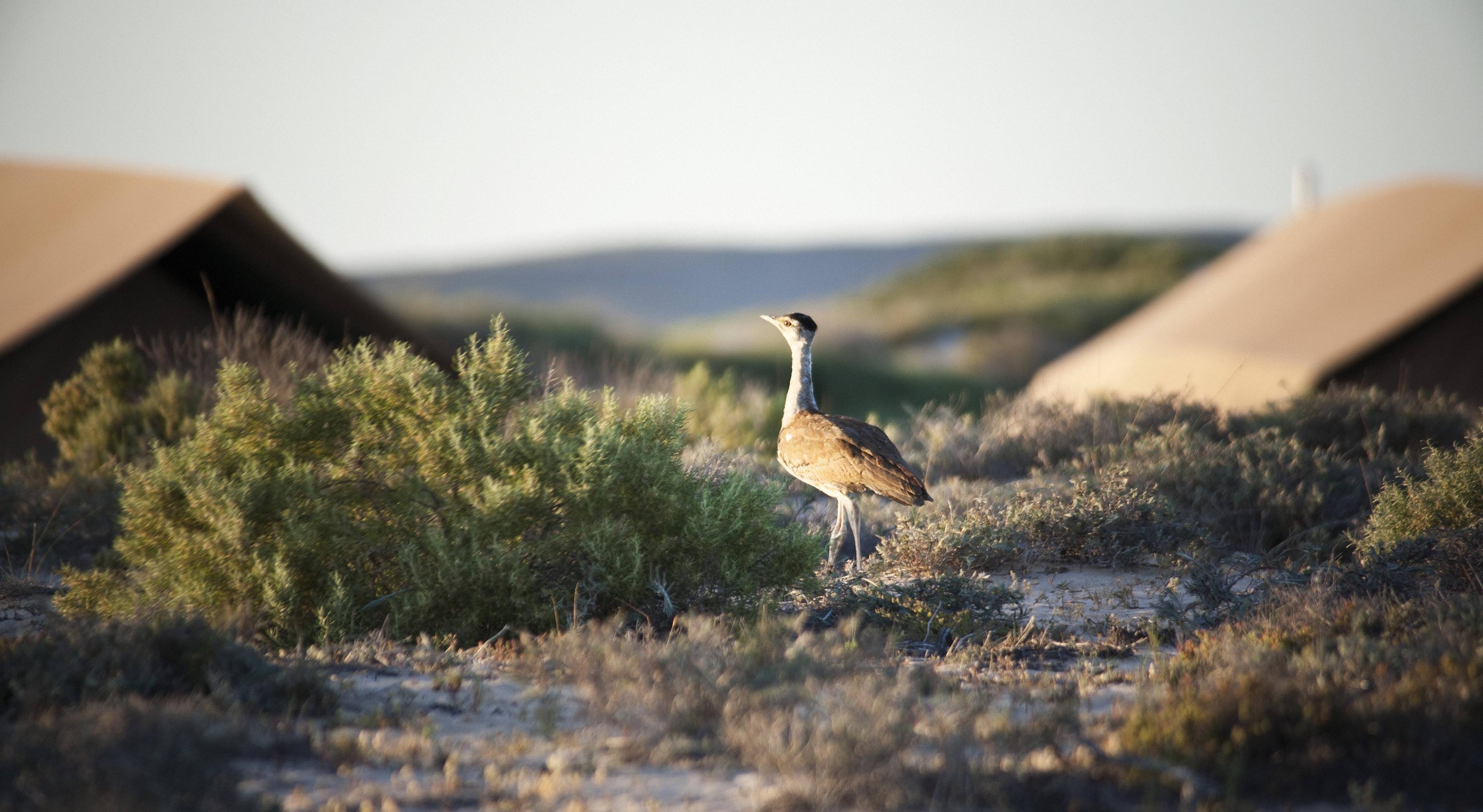 bush turkey at sal salis