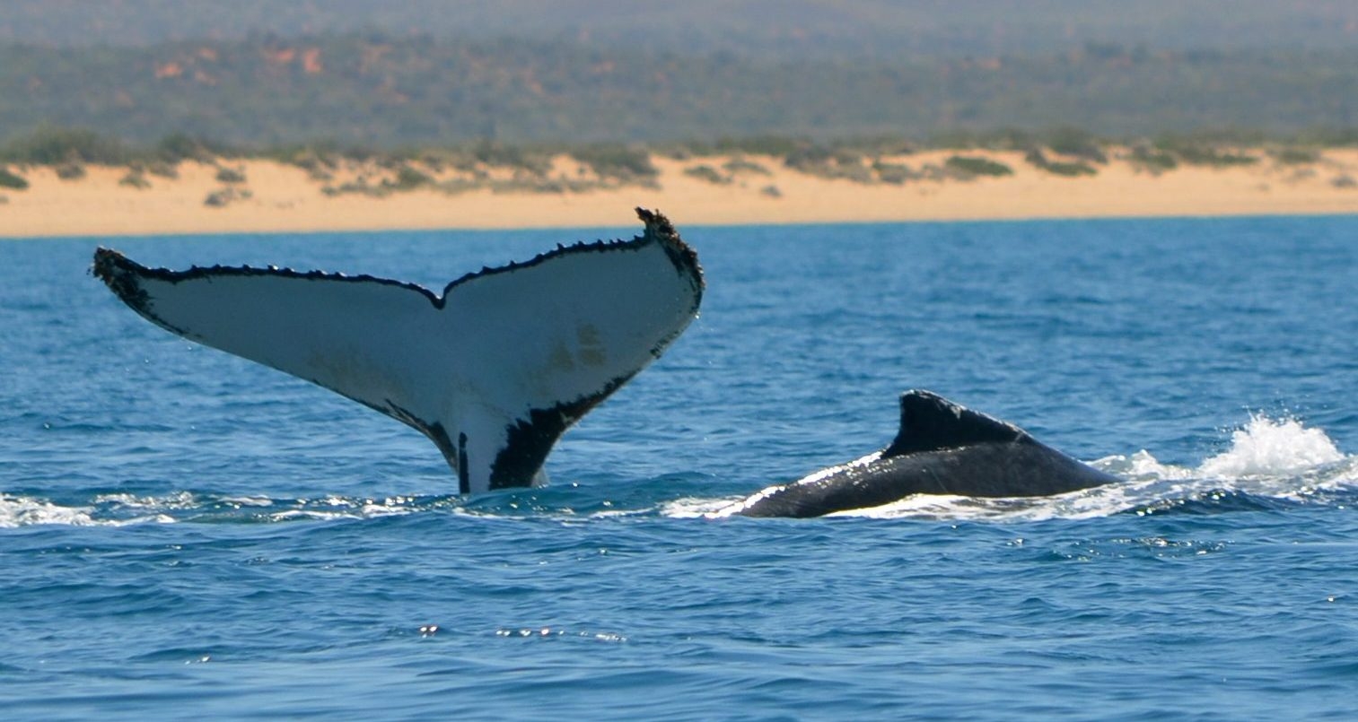 humpback whale sal salis