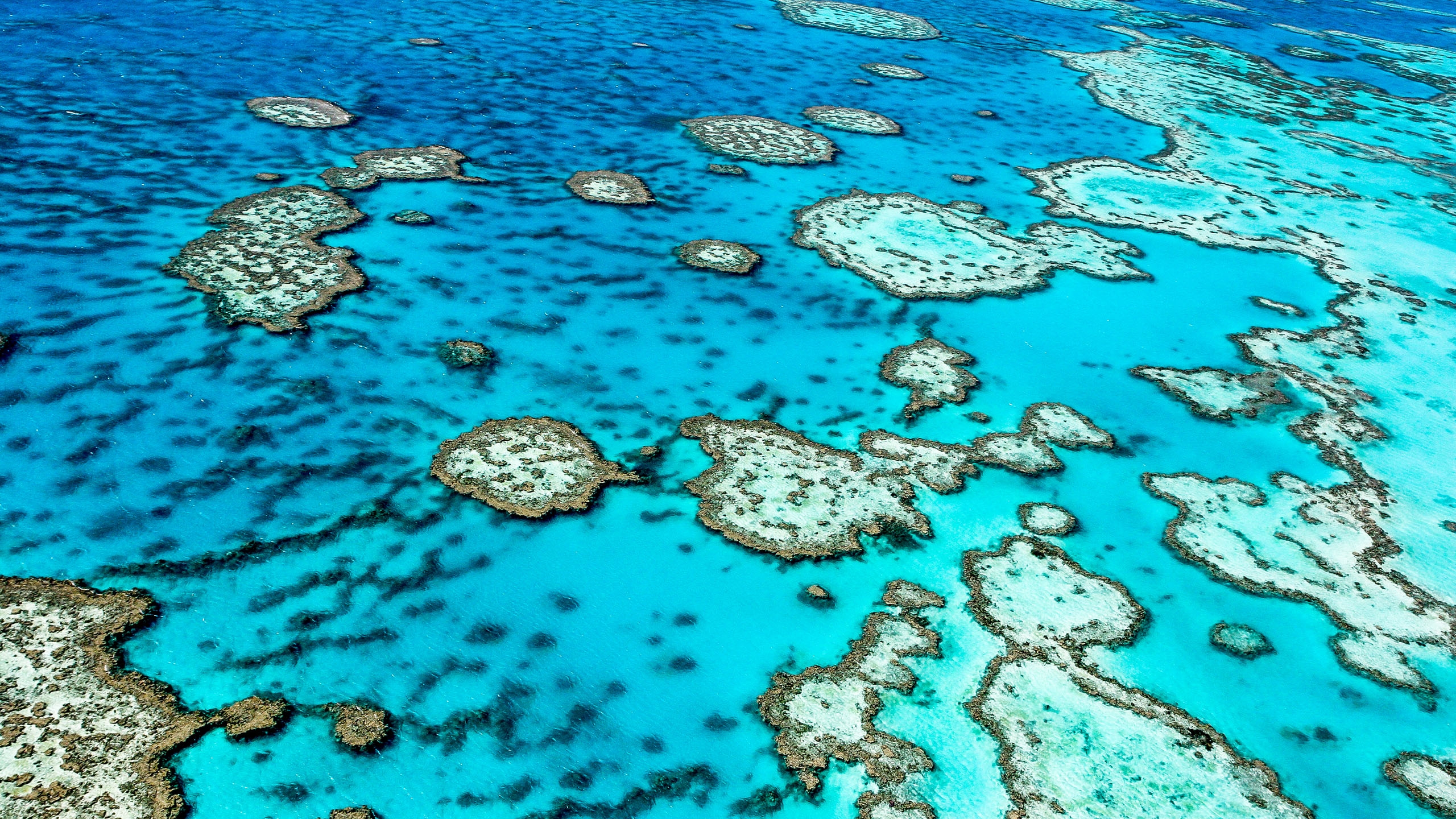Great Barrier Reef, Queensland, Australia