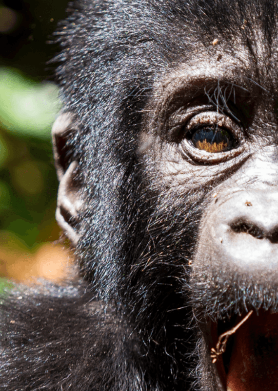 Extreme close-up of the right side of a baby gorilla's face with its mouth open against a blurred green background.