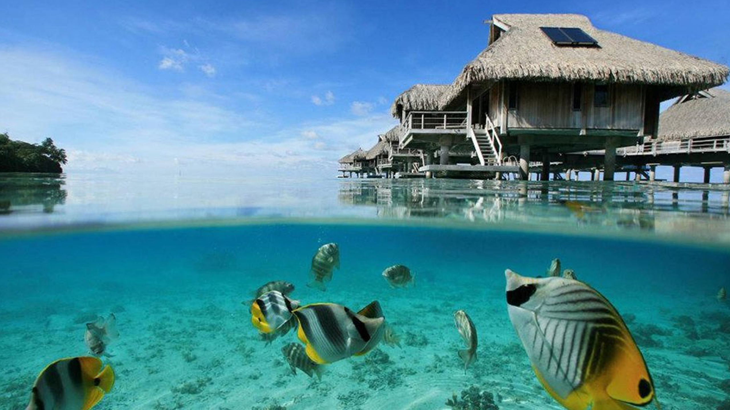 conrad-bora-bora-fish