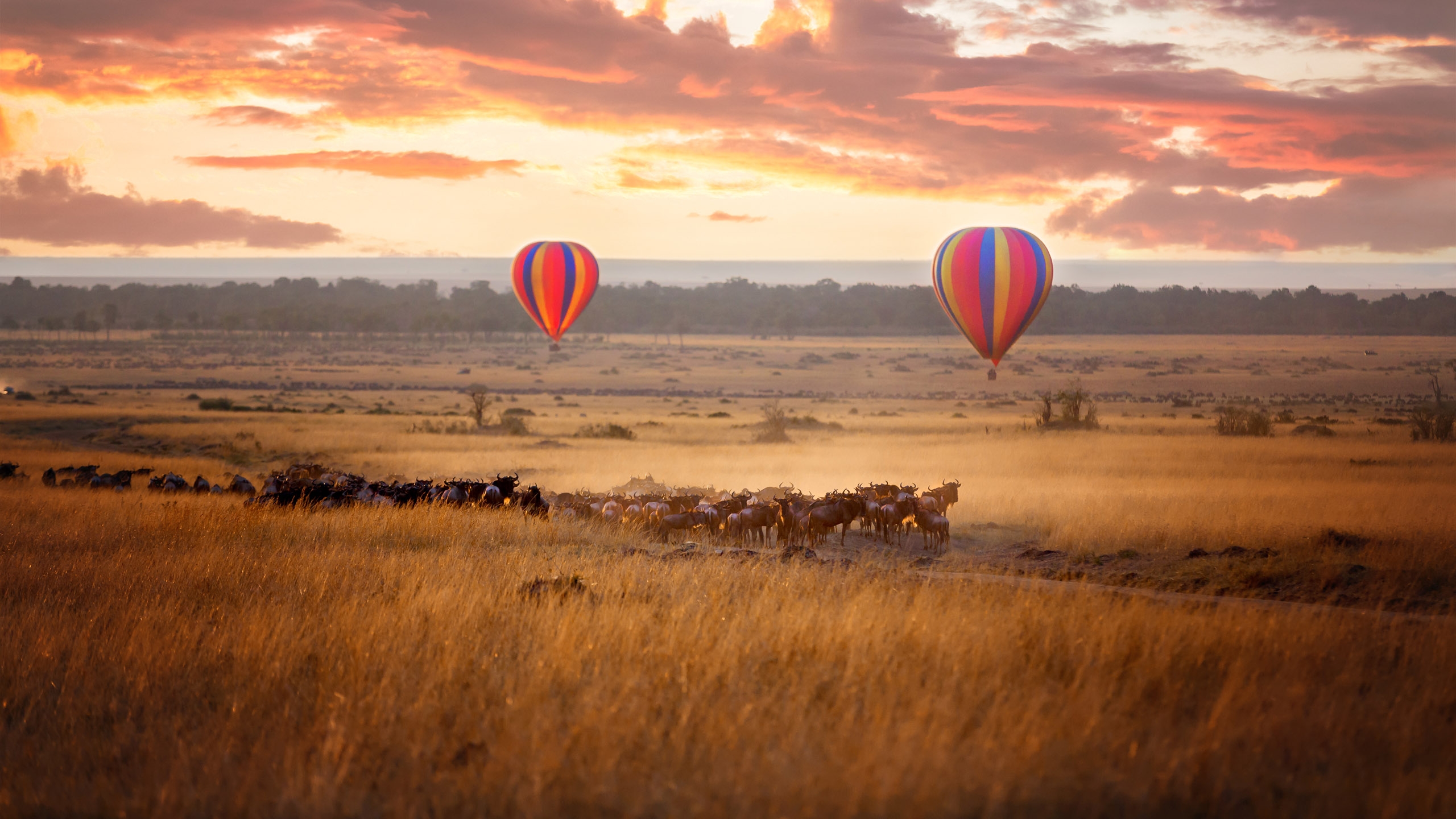 Luxury Africa Safari Sunrise over the Maasai Mara, with a pair of low-flying hot air balloons and a herd of wildebeest below in the typical red oat grass of the region, in Kenya during the annual Great Migration.