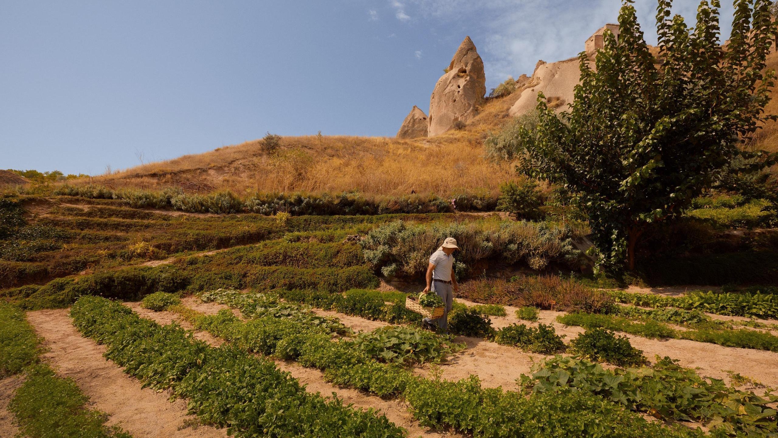 A person carrying a basket through green terraced garden rows with tall rock formations in the background.