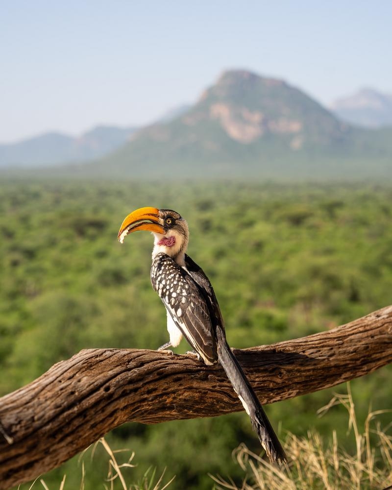 A yellow-billed hornbill bird perches on a branch with a blurred green landscape and mountain in the distance.