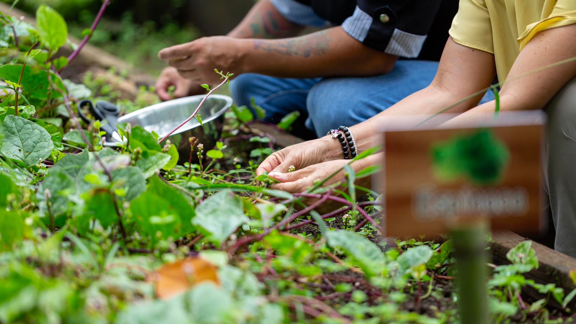 Two people gardening, picking leaves near a "Basilicum" plant sign.