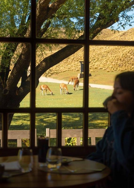 Guanacos grazing on a field, viewed through a window at Explora Patagonia National Park.
