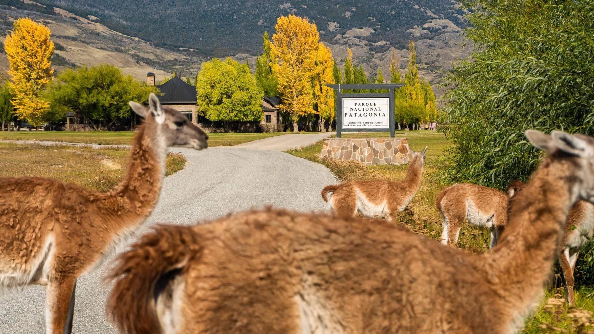 Guanacos standing near a road and a sign reading Parque Nacional Patagonia at Explora Patagonia National Park.