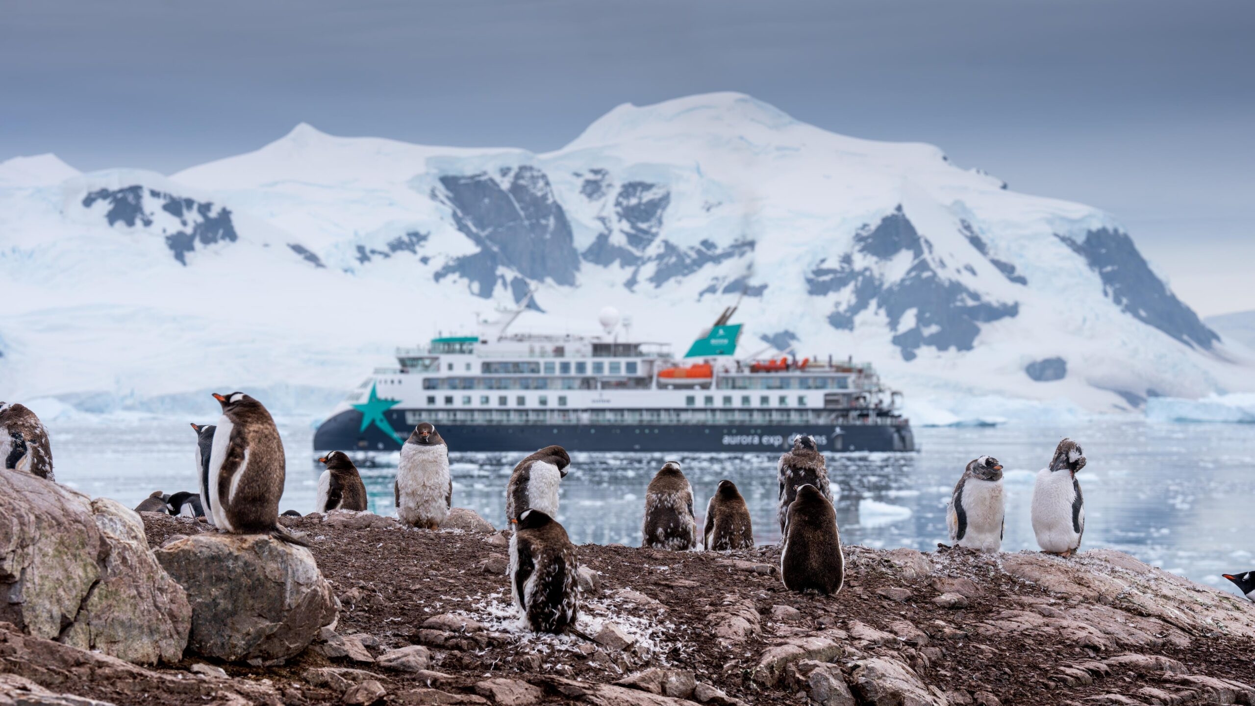 Molting penguins on a rocky shore with the Douglas Mawson expedition ship and snow-covered mountains in the background.