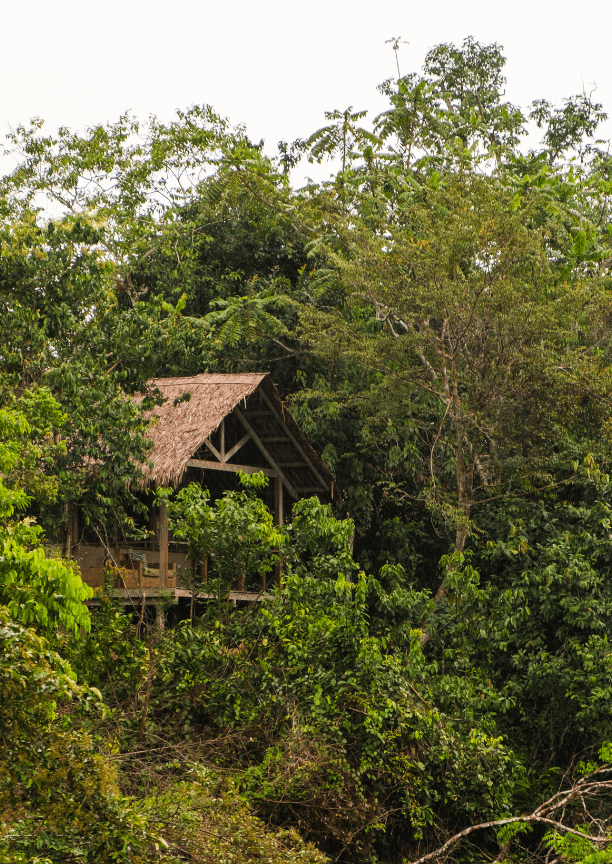 A wooden chalet surrounded by dense forest foliage