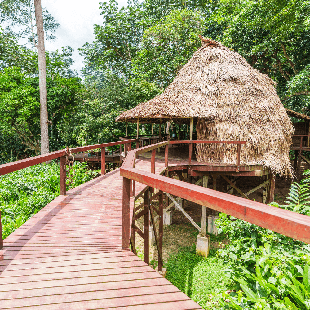 A raised wooden walkway through the forest leading to a thatched-roof bungalow
