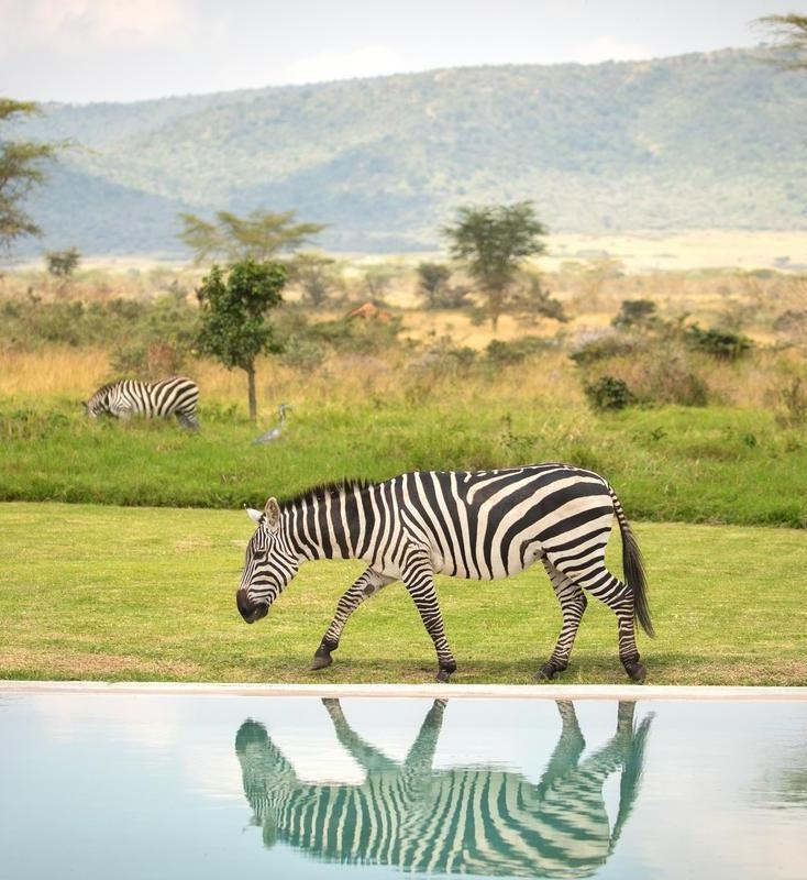 A zebra walking beside a swimming pool with its reflection visible in the water and a savanna landscape behind.