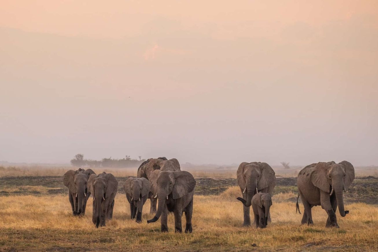 A herd of elephants on a grassy plain