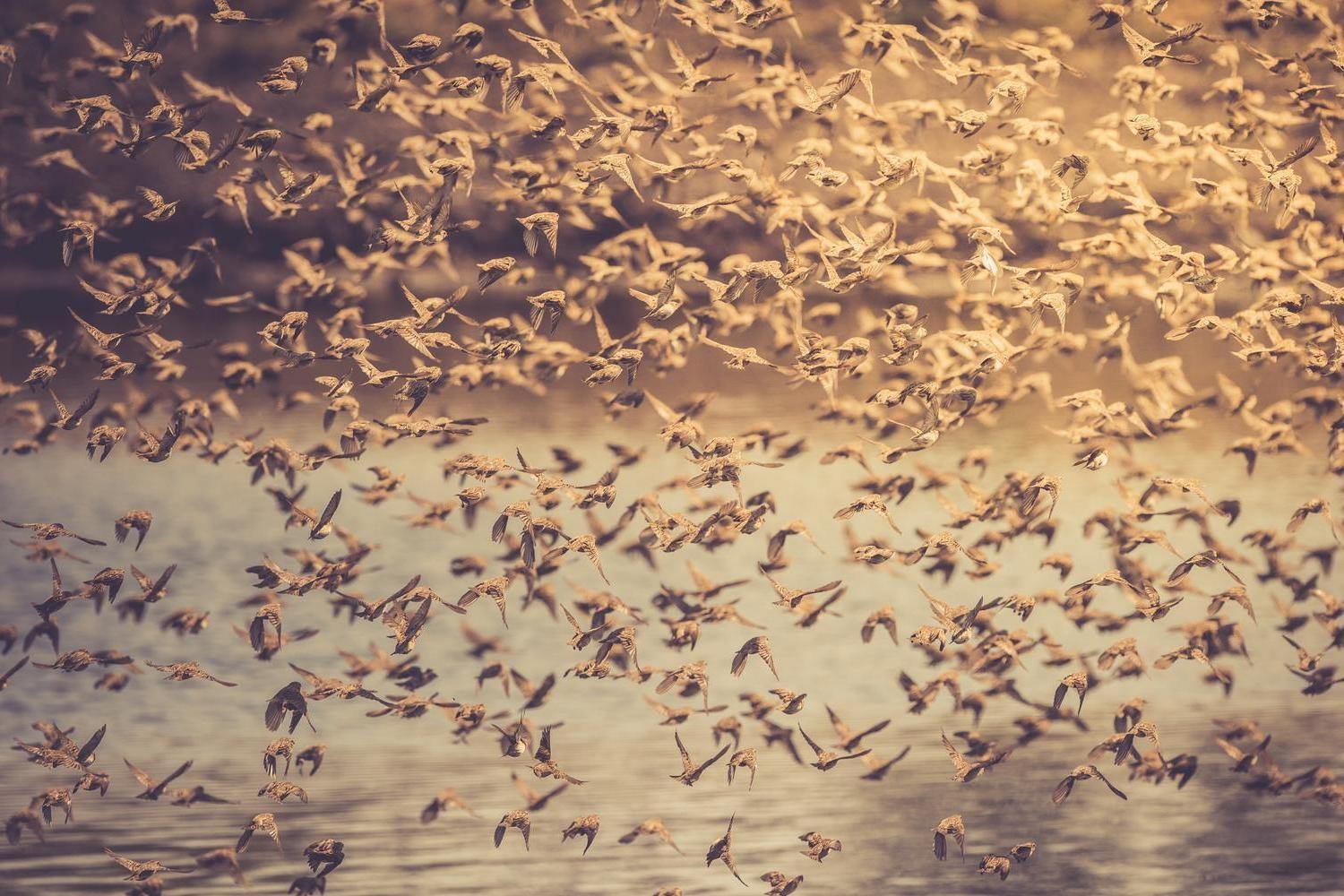 A massive, dense swarm of small brown birds in flight, forming complex patterns over a calm body of water at sunrise.
