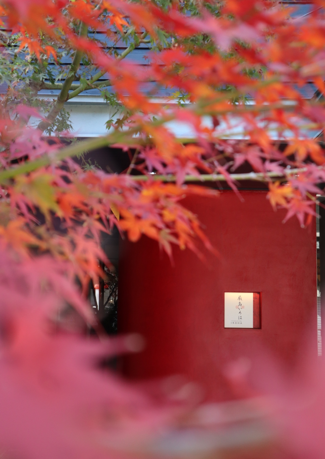 Exterior of a red-walled entrance to the ryokan with a tree with red maple leaves in the foreground.