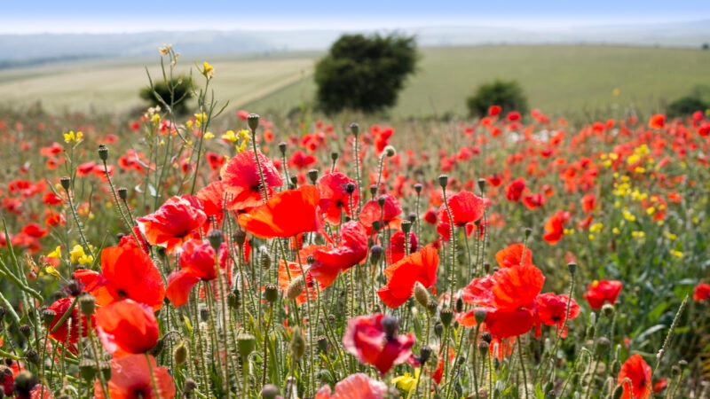 poppy-field-england