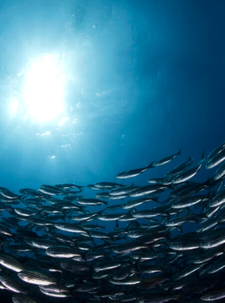 10 of the World’s Most Incredible Diving Destinations