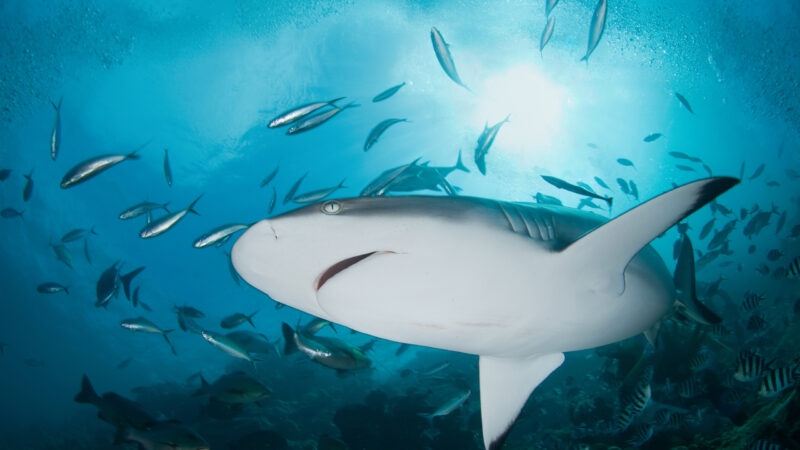 fiji-shark