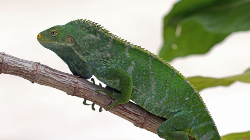 Fijian Iguana