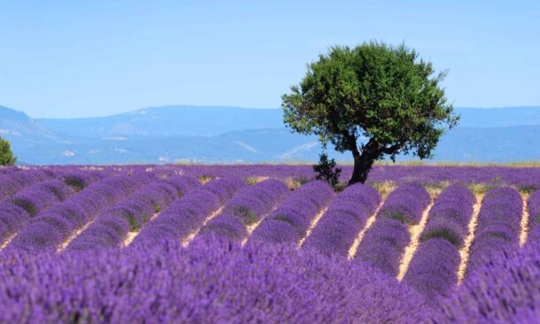 Exploring Provence