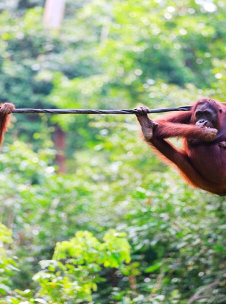 Our Guide to Wildlife in Asia