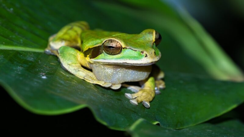 A close up of a frog spotted in Arenal.
