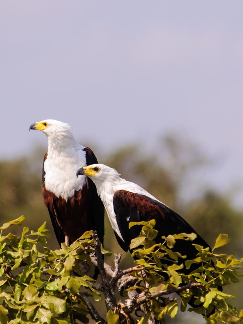 Two African fish eagles perched on a tree branch during luxury Zambia trips.