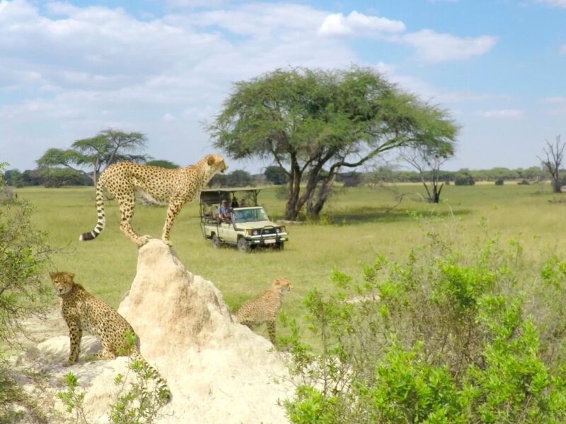 Three cheetahs on or near a white mound in the grass, watching a distant safari jeep in the savanna.