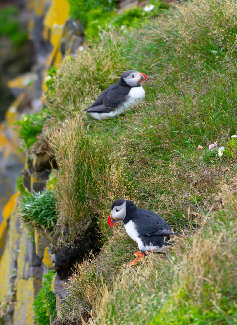 Jacada Iceland - Atlantic puffins on a grassy cliff